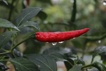 Red hot chili pepper on the plant with drops of water after rainの写真素材