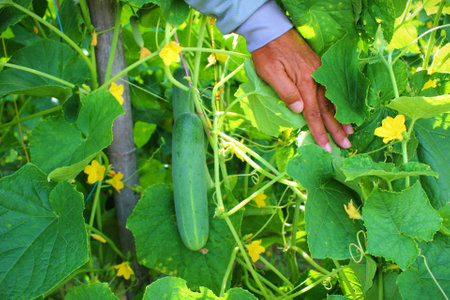cucumber in the garden with the hand of the gardenerの写真素材