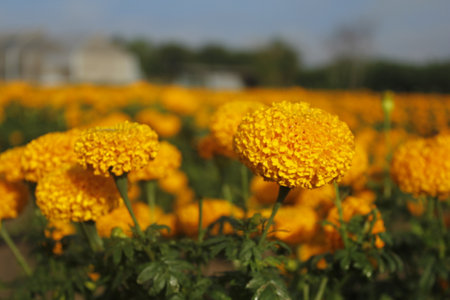 Marigold flowers blooming in the garden on sunny day.の写真素材