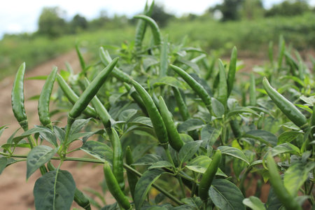 green chilli in the field, north chiangmai Thailand