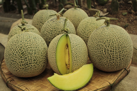 Melon in the garden, Thailand. (Cantaloupe melon)の写真素材