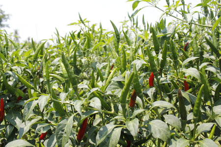 chili pepper plant in the field, close up of red chili pepperの写真素材