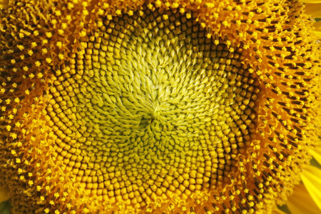 Close up of a sunflower in full bloom. Sunflower background.の写真素材