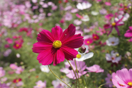 Cosmos flowers blooming in the garden, beautiful cosmos flowers.の写真素材