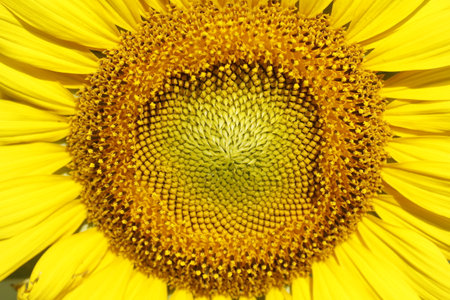 Close up of sunflower on a sunny day. Sunflower blooming.の写真素材