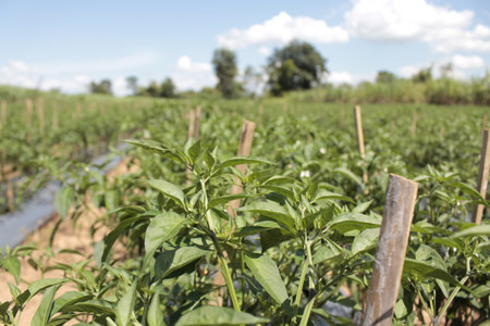 Plantation in the field with blue sky and white clouds