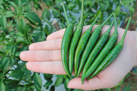 Green chilli peppers in hand on nature background. Green chilli pepper in hand.
