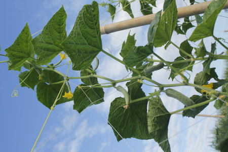 Cucumber plant growing in a garden with a blue sky backgroundの写真素材