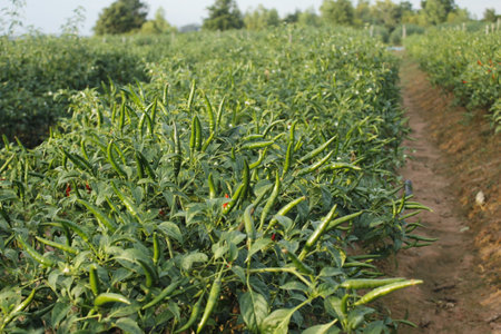 chilli field in north of thailand,Chilli field in north of thailand