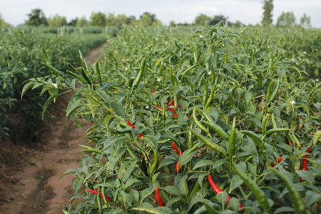 Pepper plant in the field with red hot chili pepper on the groundの写真素材