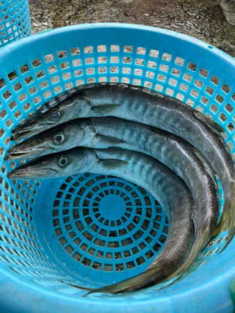 Barracuda fish in blue basket for sale at market.の写真素材
