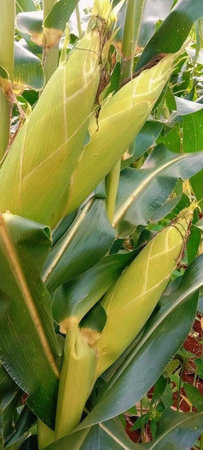 Corn growing on the field. Close-up of corn plant.