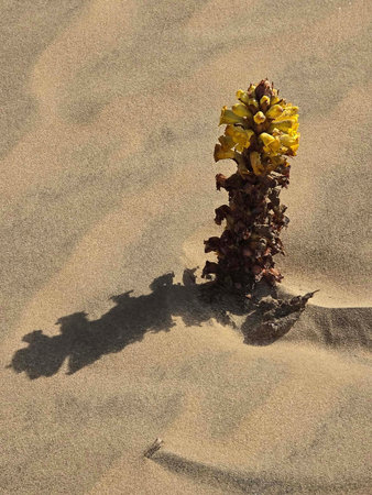 Yellow flower on the sand, with shadow of a palm tree.の写真素材