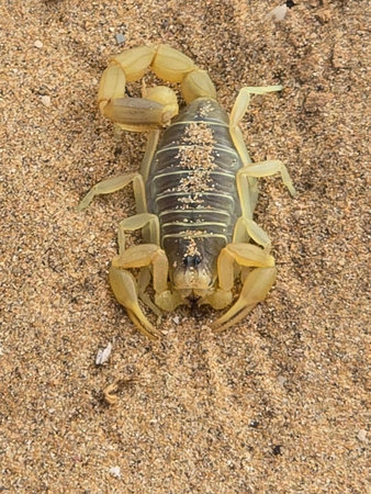 Scorpion on the sand in the wild. (Heterometrus imperator)