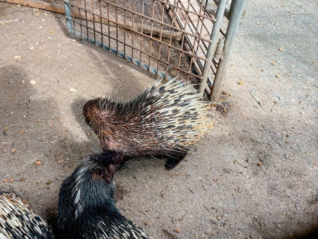 Porcupines in a cage at the zoo in Thailand.の写真素材
