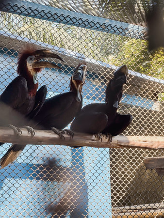 Hornbills in a cage at the zoo, Thailand.の写真素材