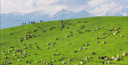 Herd of sheep grazing on a green meadow with mountains in the backgroundの写真素材