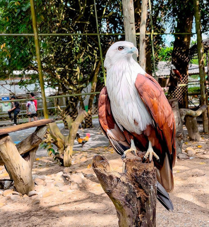 Brahminy kite is a large bird of prey.の写真素材