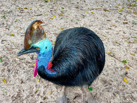 The cassowary (Struthio camelus) is a large bird of the cassowary family.