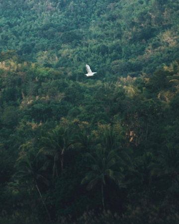 Bird flying over the jungle. Bird flying over the jungle. Bird flying in the jungle.の写真素材