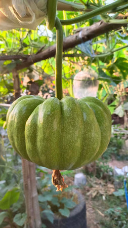 Pumpkin on the tree in the vegetable garden, Thailand.の写真素材