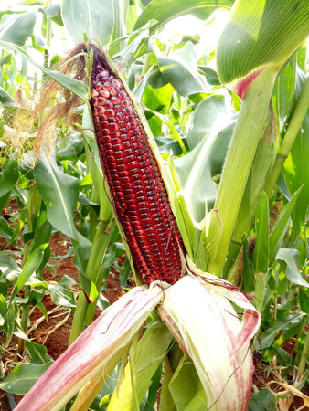 Ripe corn in the field, ready for harvest. Agricultural industry