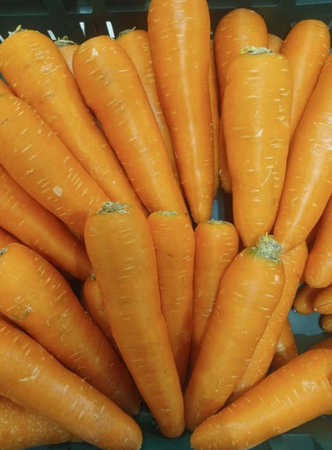 Bunch of fresh carrots on a market stall in London, UKの写真素材