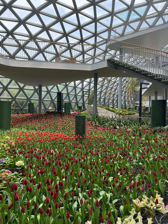 Tulips in a botanical garden in Holland, Netherlands.