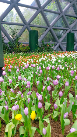 Tulip flower garden in the morning. Beautiful tulips in the garden.