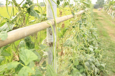 Cucumber plant growing in the field, closeup of photo