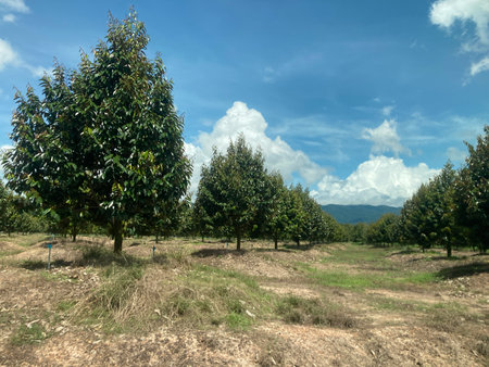 Landscape view of apple orchard with blue sky, Thailand.の写真素材