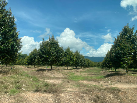 Plantation of apple trees in a sunny day in Sicily, Italyの写真素材