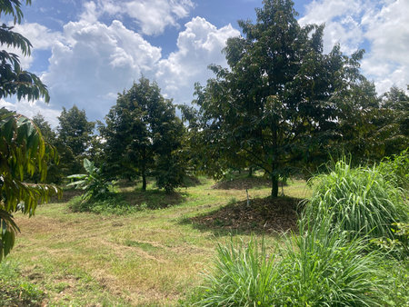 Tropical garden with green trees and blue sky with white cloudsの写真素材
