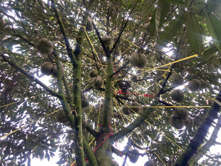 Durian fruit on the tree. Durian is the king of fruit.の写真素材