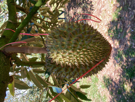 Durian fruit on tree in the garden. Durian is a king of fruit.