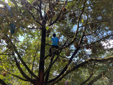 The man is climbing on the tree. The man is climbing on the tree.の写真素材
