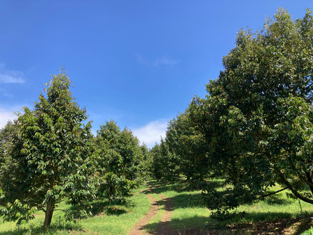 Peach trees in the orchard on a sunny summer day.の写真素材