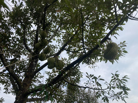 Durian fruit on the tree. Durian is the king of fruit.の写真素材