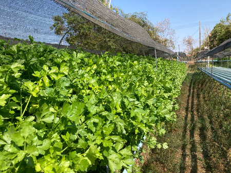 Organic vegetable garden with fresh coriander plants in sunny dayの写真素材