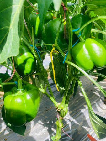 Green peppers growing in a greenhouse. Vegetables growing in a greenhouse.の写真素材