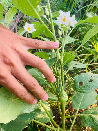 eggplant plant in garden with woman hand, closeup of photoの写真素材