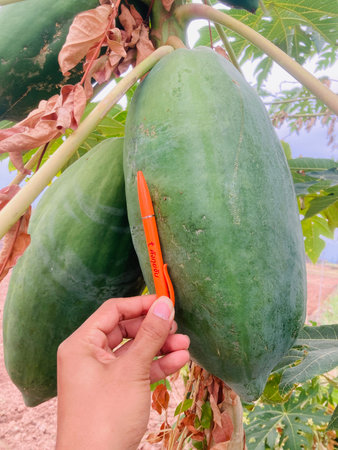 Papaya fruit on papaya tree in garden, Thailand.の写真素材