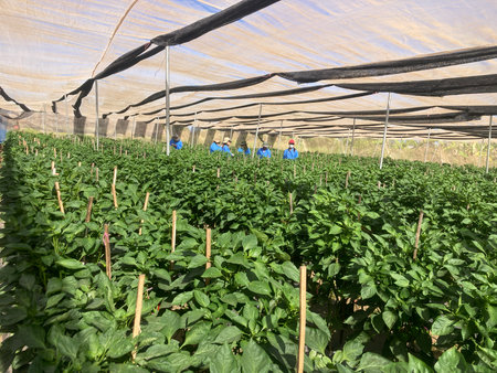 Pepper seedlings in a greenhouse, closeup of photo.の写真素材