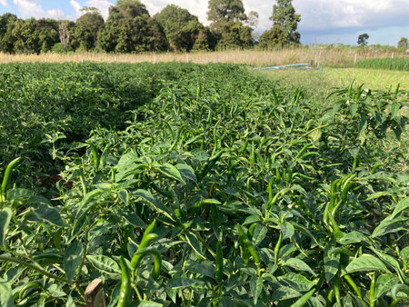 Pepper plants in a field in a sunny day in the summerの写真素材