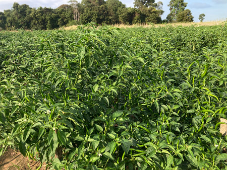 Pepper plant in the field. Peppers growing in the field.の写真素材