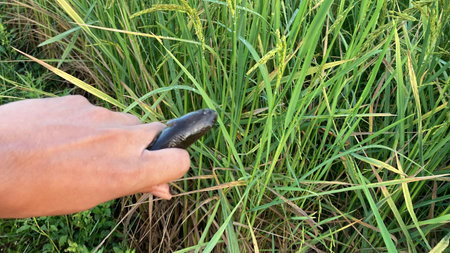 Close up hand of farmer using tool to harvest rice in rice field