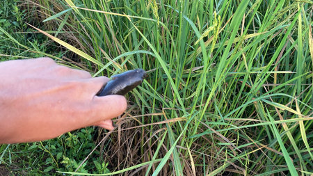 Farmer's hand holding a paddy seedling in the field