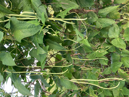 Climbing vine (Epipremnum aureum)