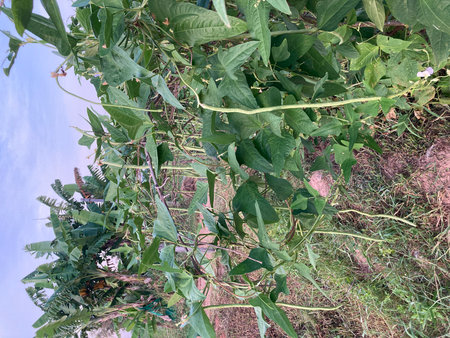 Coccinia grandiflora, climbing plant in the garden
