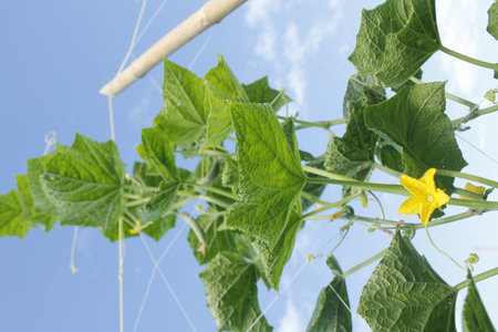 cucumber growing in the garden with blue sky and white cloudsの写真素材